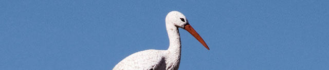 Geld besparen tijdens de bevalling?